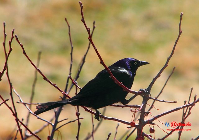 Common Grackle IMG_0047.JPG