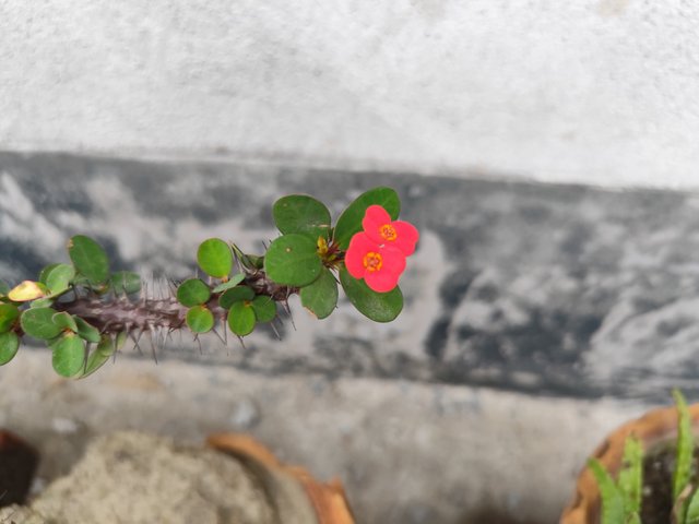 IMG_20250518_172952.jpg
