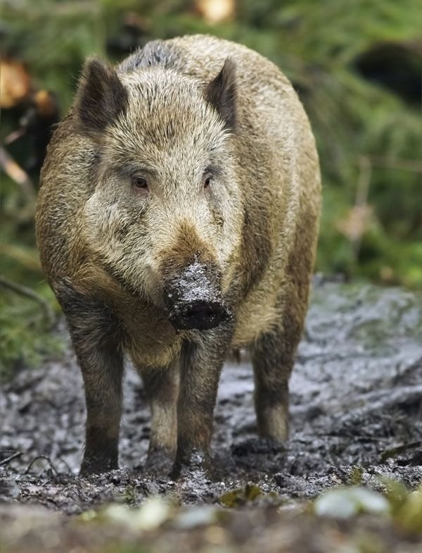 Wild-boar.jpg