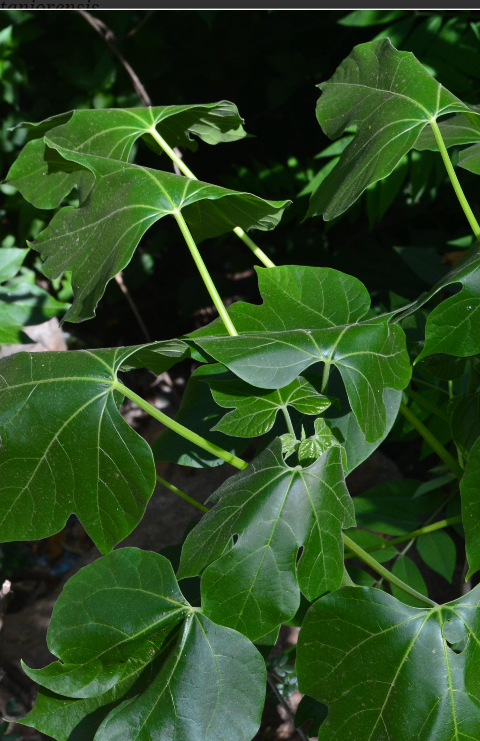 jatropa leaves.png