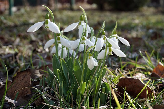 Snowdrops n3 s.jpg