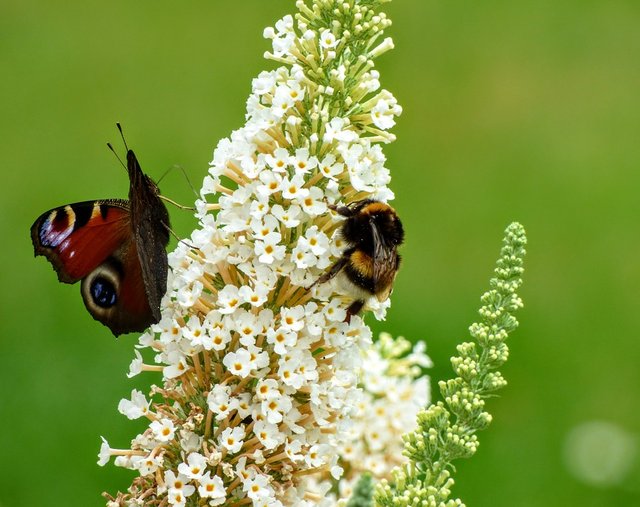 Garden-Summer-Butterfly-Nature-Bee-2604195.jpg