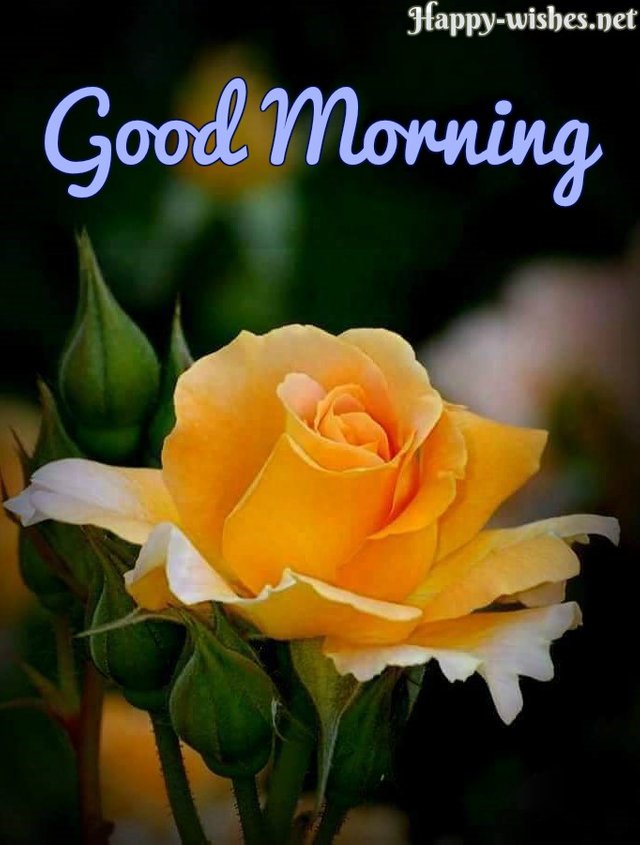 Good-Morning-Wishes-With-Yellow-Rose-Pictures.jpg