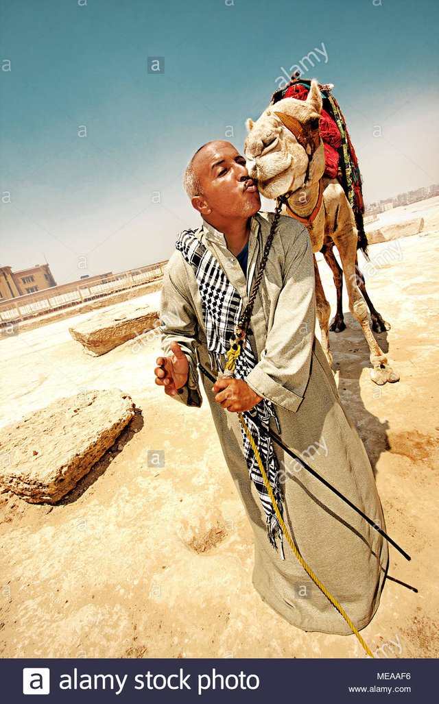 bisous-bedouin-un-chameau-meaaf6.jpg