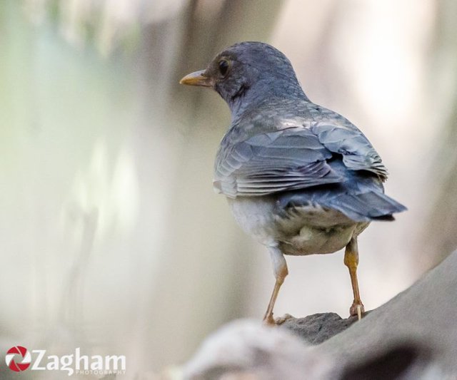 Tickell's Thrush.jpg