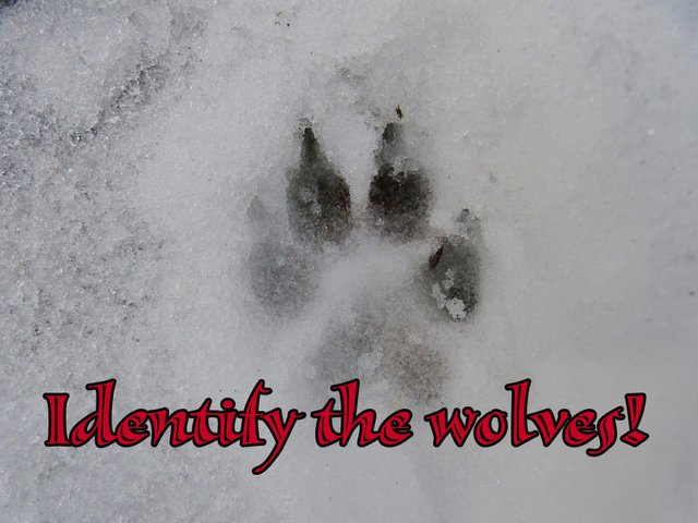 Reprint-Track-Dog-Wolf-Foot-Winter-Snow-Claw-70099.jpg