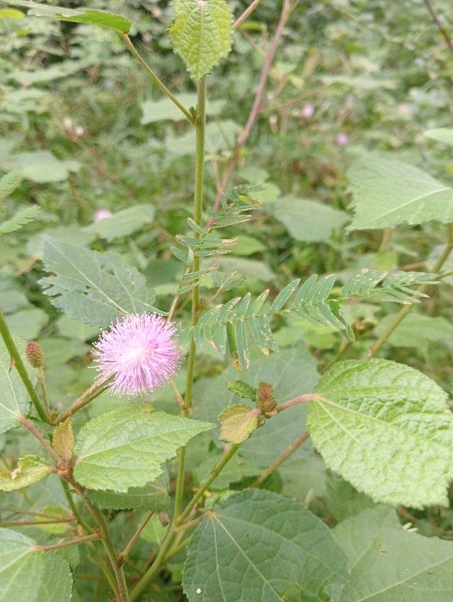 IMG20250905075033.jpg