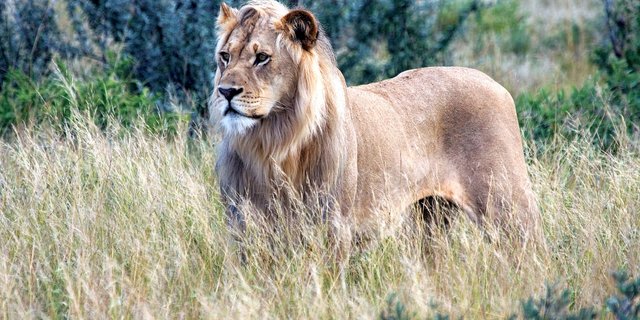 Kgalagadi Transfrontier Park.jpg