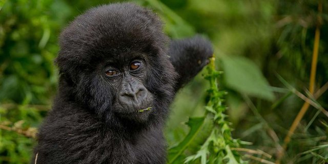 Rwanda Photography Safari Adventures  copy.jpg