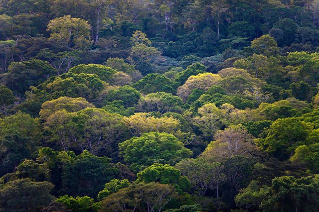 carpo_forest_264524.jpg