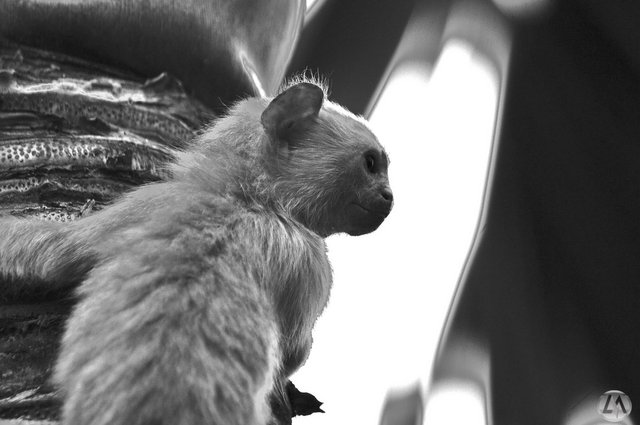 sagui_3.jpg