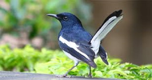 magpie-bird.jpg