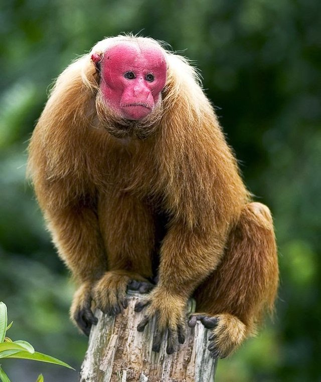 bald-uakari-pedestal.jpg.653x0_q80_crop-smart.jpg