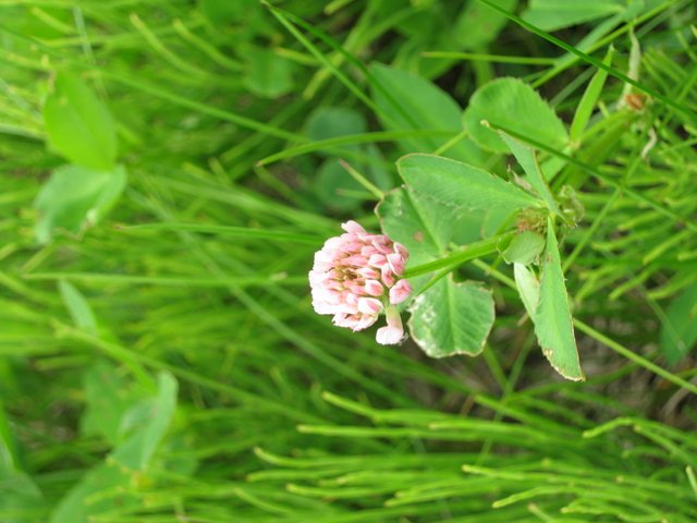 red clover up close.JPG