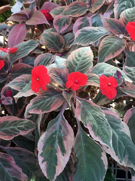 Smith Greenhouses - impatiens crop January 2020.jpg