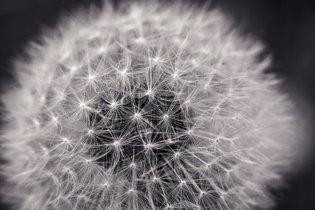 dandelion-2295441.jpg