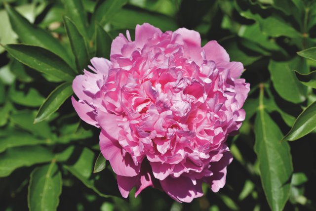 peony-5267069.jpg