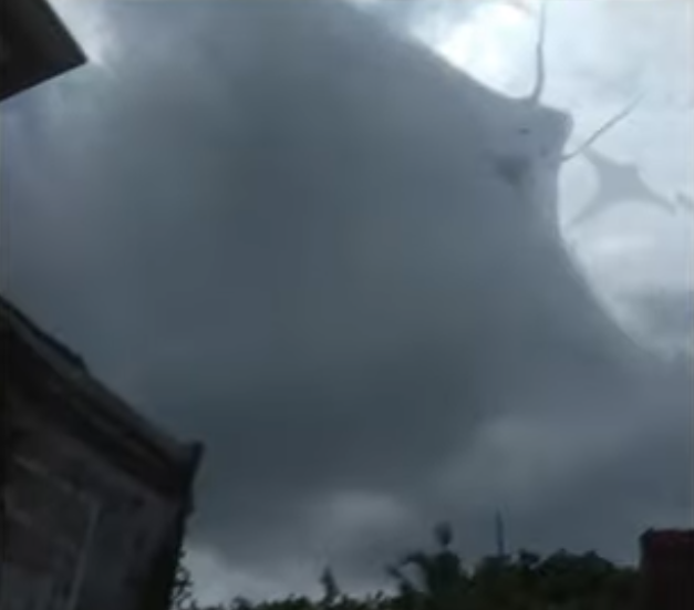 Manta.png