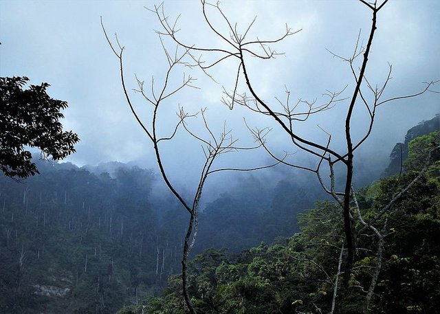 Cordillera_de_la_costa,_Selva_tropical_humeda_-_Parque_NacIonal_HenrI_Pittier.jpg