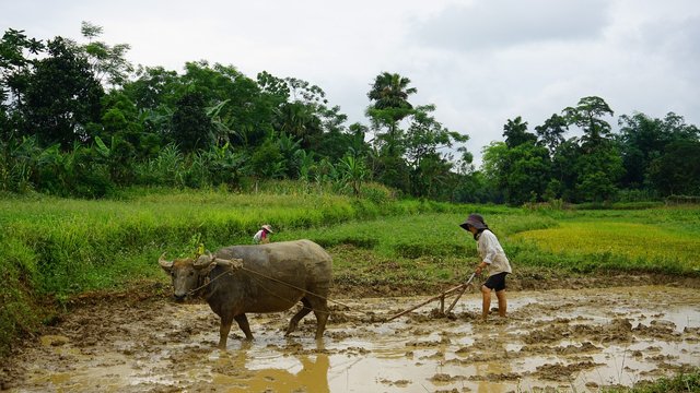 farmer-5375215_1280.jpg