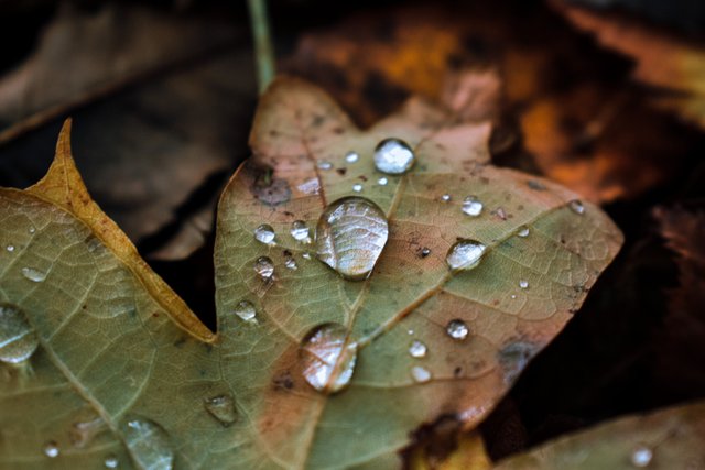 macro-shot-autumn-leaf-with-water-droplets-it.jpg