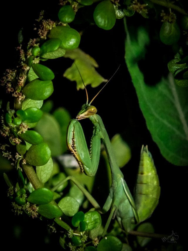 Mantis macro-7.jpg