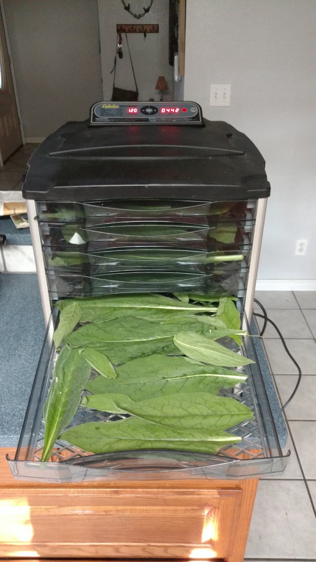 comfrey in the dehydrator.jpg