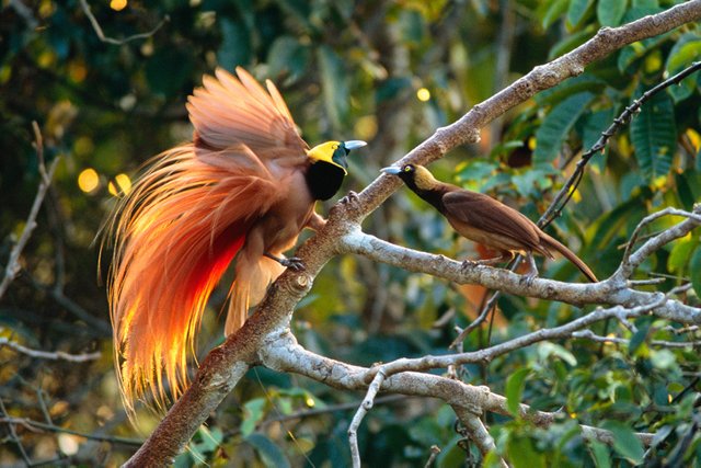 raggiana-bird-of-paradise.jpg