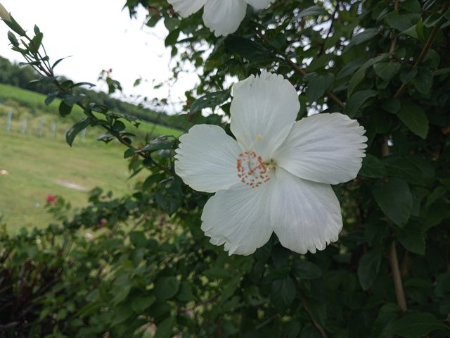 IMG_20250616_132936_075.jpg