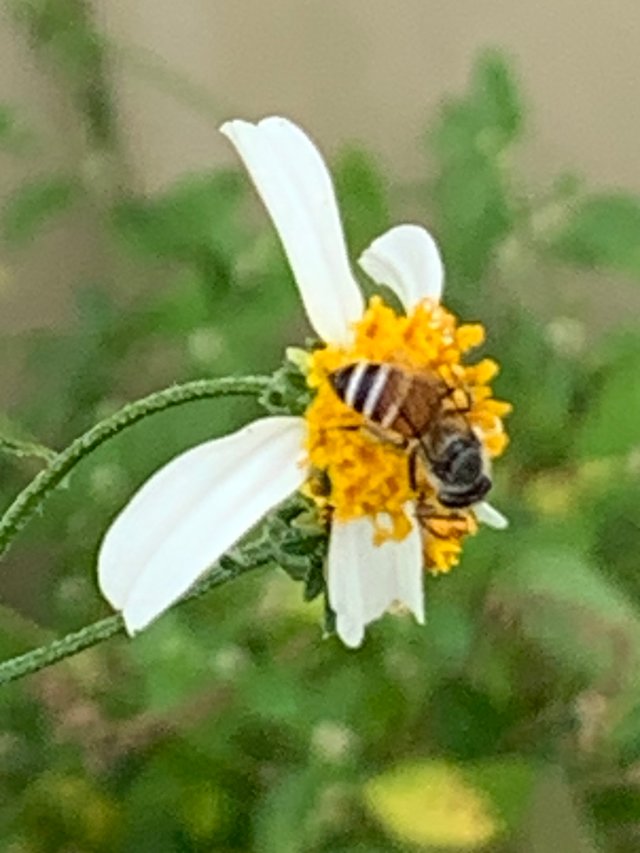 flower and bee5.jpg