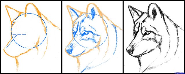 realistic-wolf-drawing-step-by-step-56.jpg