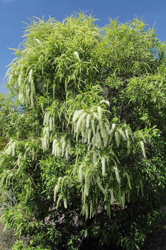 Ivory Curl Tree (Buckinghamia celsissima).JPG