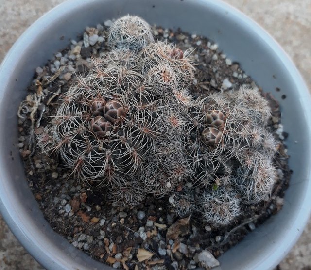 gymnocalycium bruchii.jpg