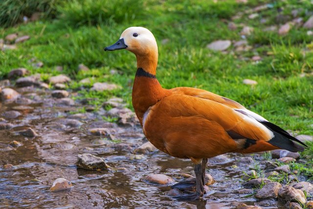 ruddy-shelduck-106544_1280.jpg