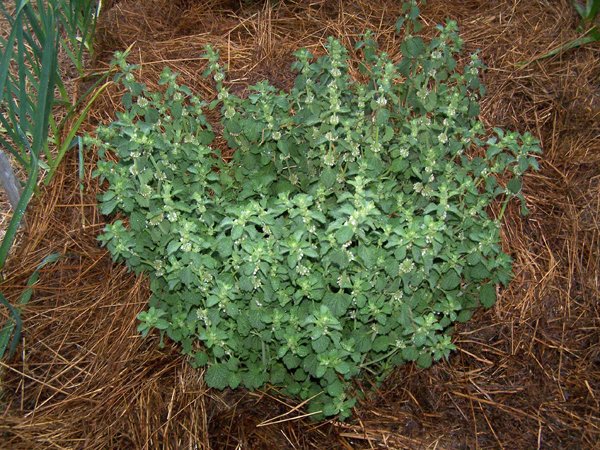 Big garden - horehound crop June 2019.jpg