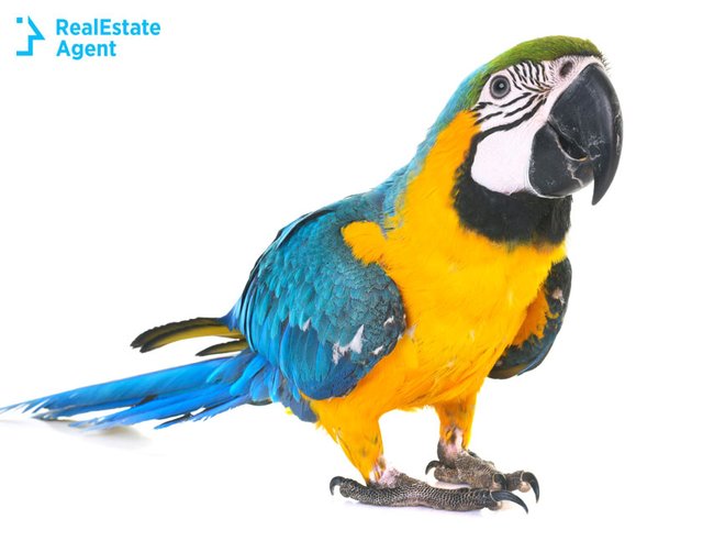 parrot-cool-pets-to-own.jpg