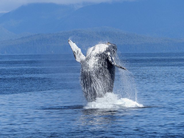 humpback-whale-natural-spectacle-nature-mammal-51964.jpeg