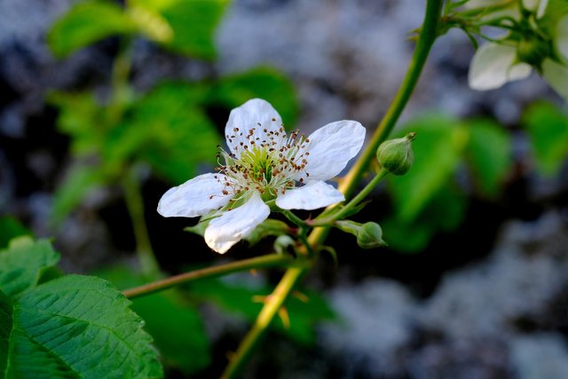 wild-rose-g161efc622_1920.jpg