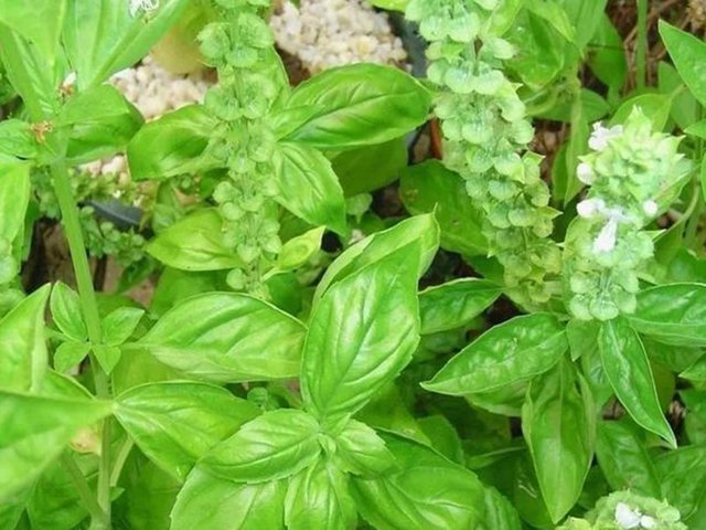 Basil.jpg