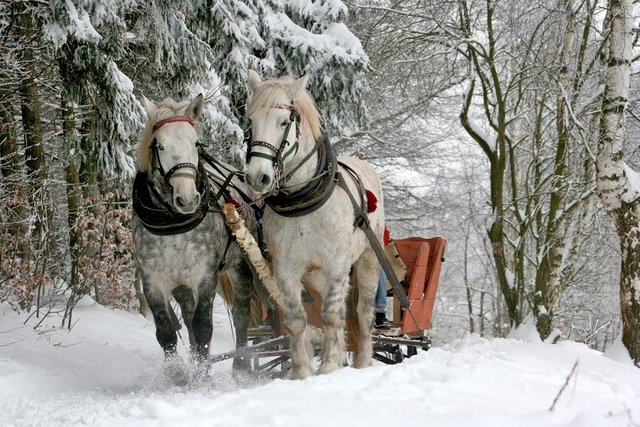 sleigh-ride-549727_960_720.jpg