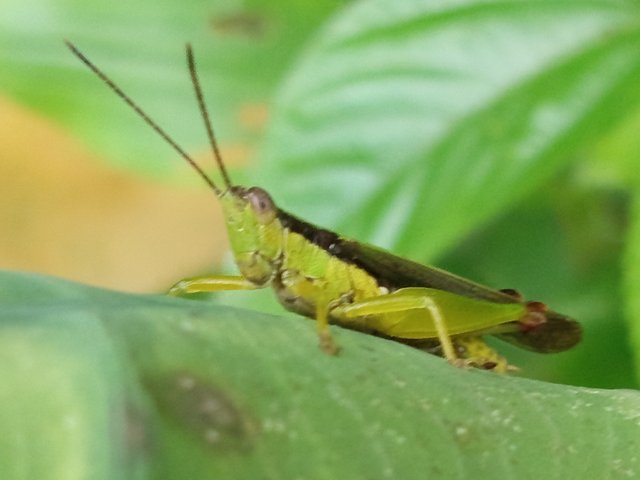 ঘোড়াপোকা (5).jpg
