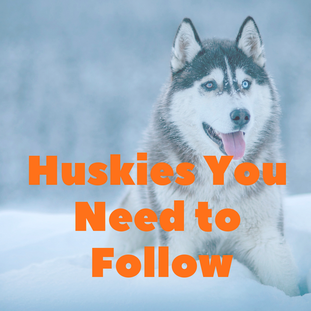 hUSKIES yOU n (1).png