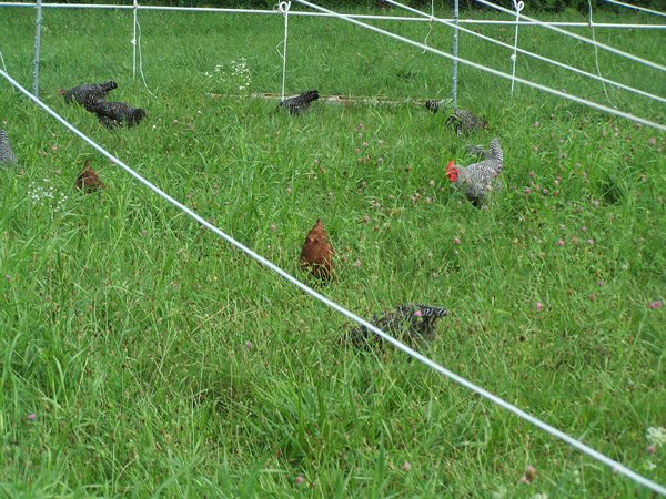 Broilers - rooster crop July 2018.jpg