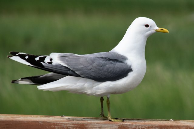 DSC_7222 seagull resized fixed.jpg