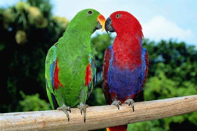 Eclectus-parrot-10021166-resized-56a0a1283df78cafdaa36ff6.jpg