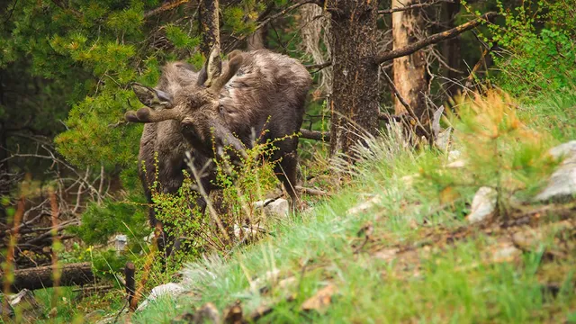 moose-eating-under-trees.webp