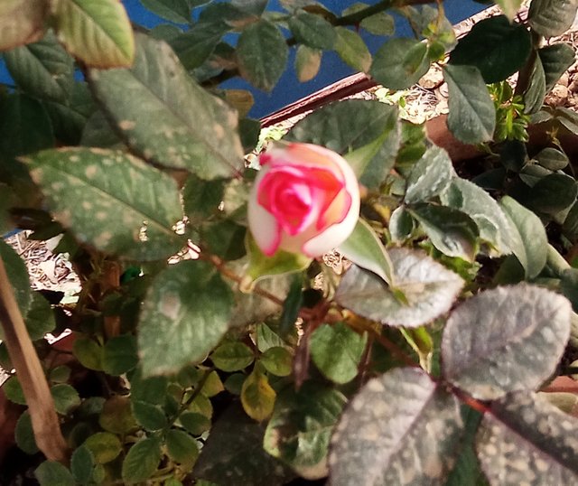 IMG_20250627_062103.jpg