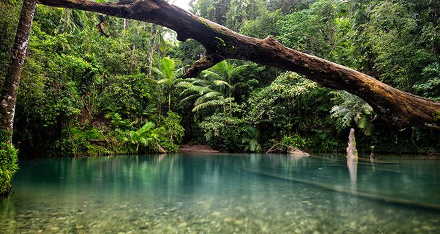 dairntree-rainforest-creek.jpg