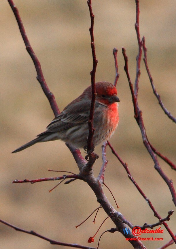 House Finch IMG_0023.JPG