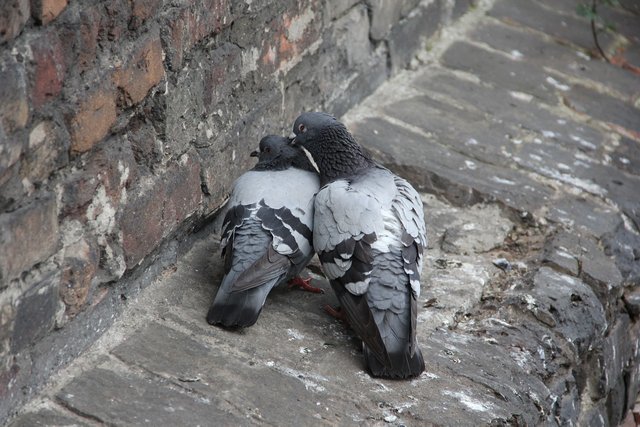 pigeons-1993450_1280.jpg